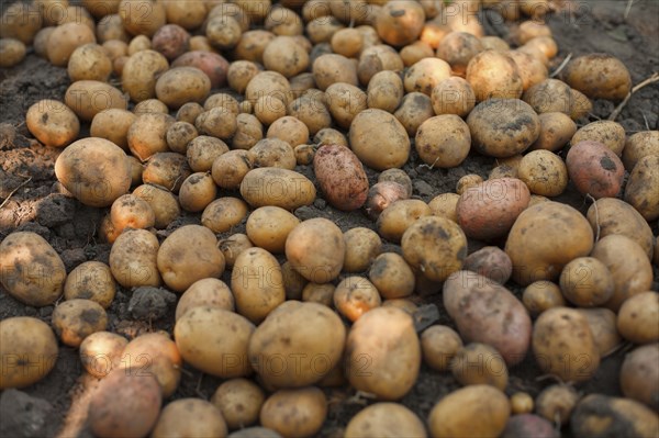 Potatoes in dirt