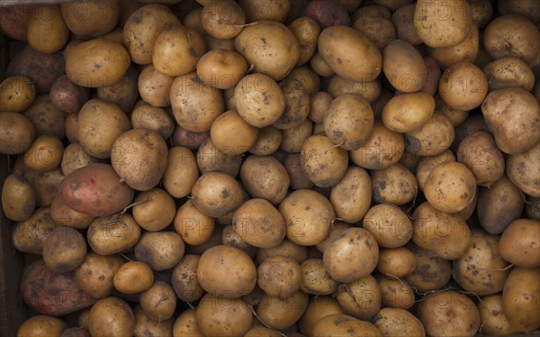 Pile of potatoes