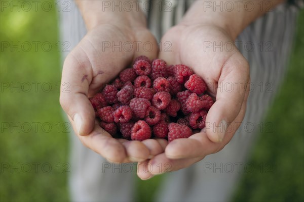 Hands holding raspberries
