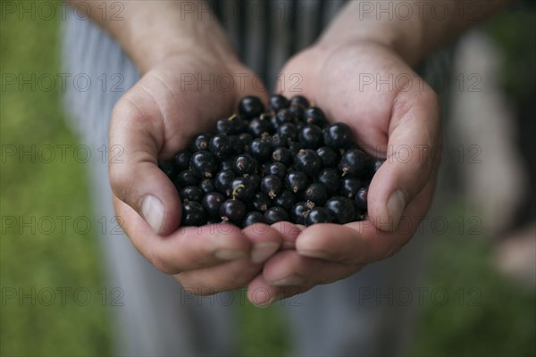 Hands holding blueberries