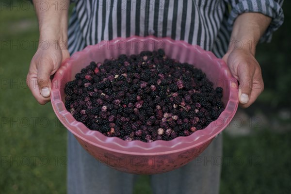 Hands holding bowl of blackberries