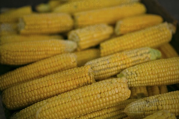 Pile of corn on cob