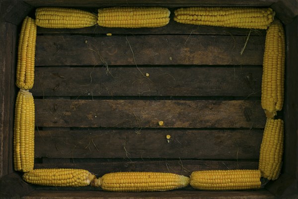 Corn on cob lining wooden box