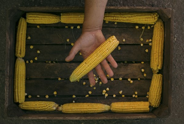 Hand holding corn on cob