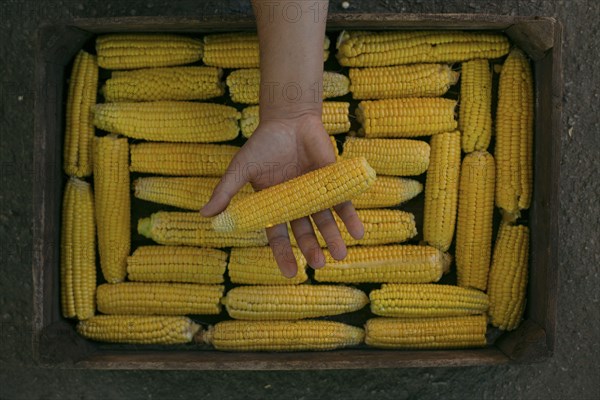 Hand holding corn on cob over box