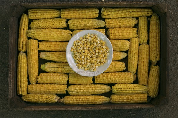 Kernels of corn in bowl on box of corn on cob
