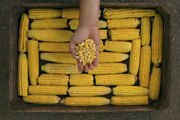 Hand holding kernels of corn over a box of corn on cob
