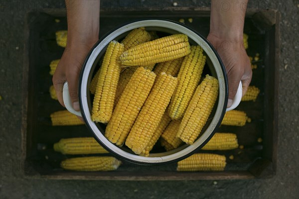 Hands holding a pot of corn on cob