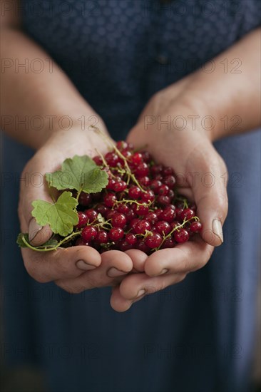 Hands holding red berries