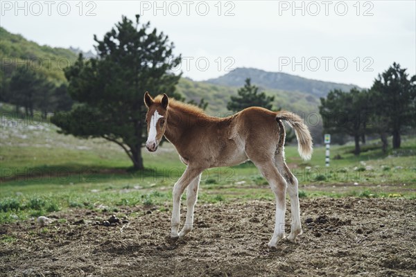 Horse standing in field