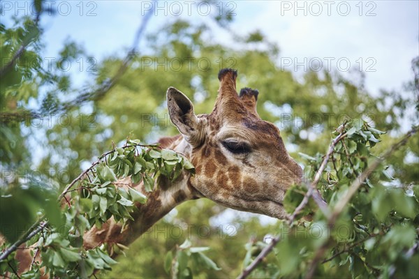 Giraffe eating leaves on branch