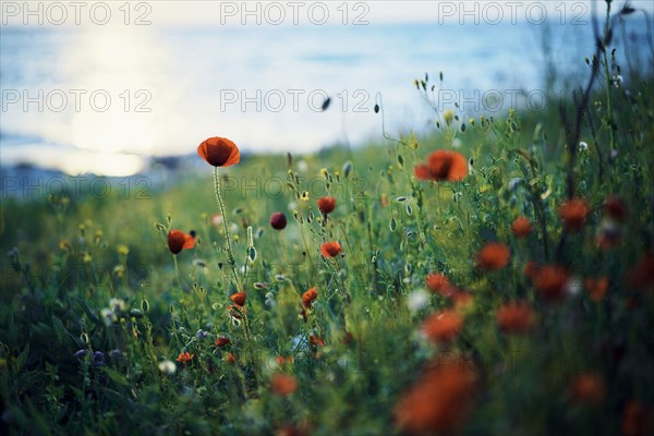 Close up of poppy field