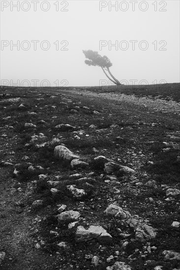 Distant tree in rocky field