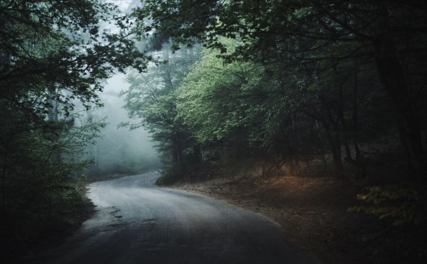 Winding road in forest