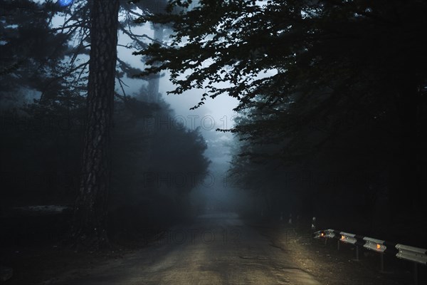 Road in forest