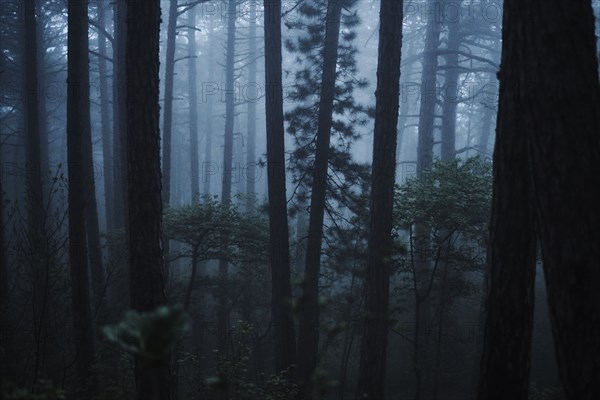 Fog in forest