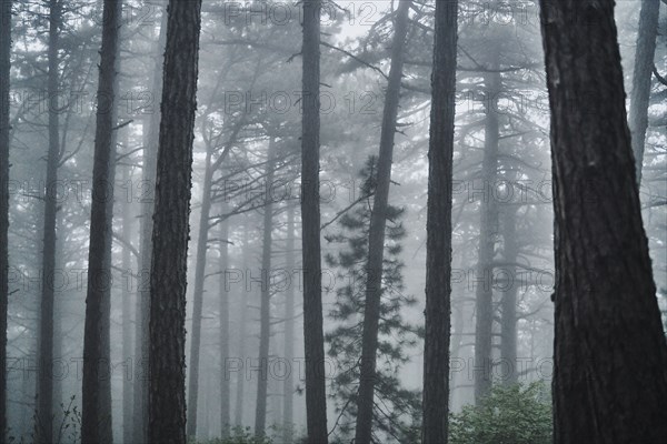 Fog in forest