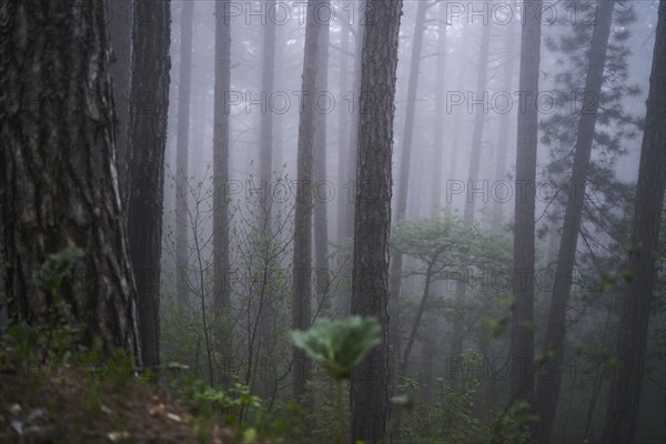 Fog in forest