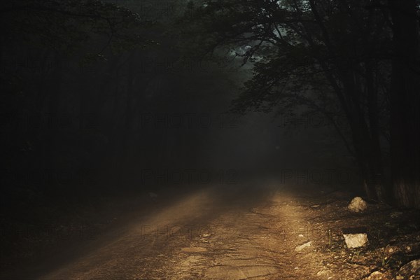 Dirt road in forest