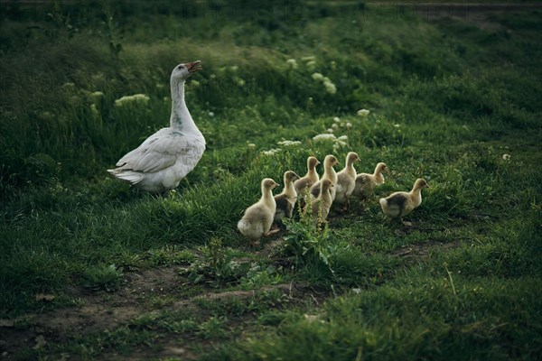 Duck watching ducklings walk in grass