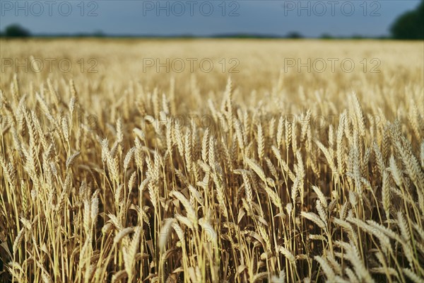 Field of golden wheat