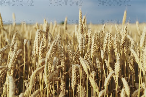 Field of golden wheat