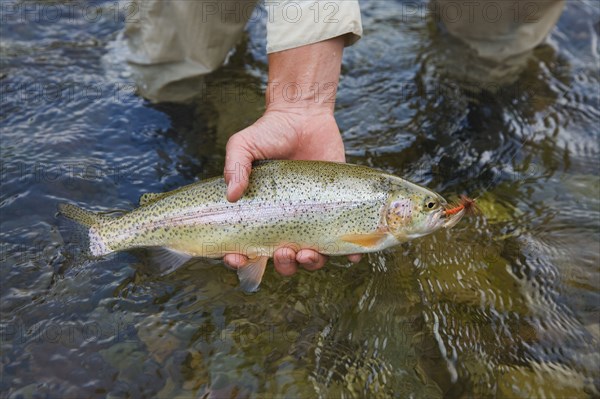 Fisherman holding fish near stream