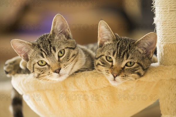 Kittens sitting in cat tree