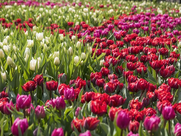 Tulips growing in crop field