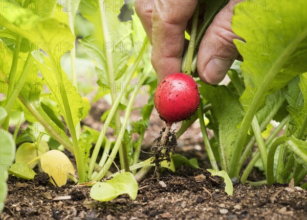 Hand of Caucasian man picking radish in garden