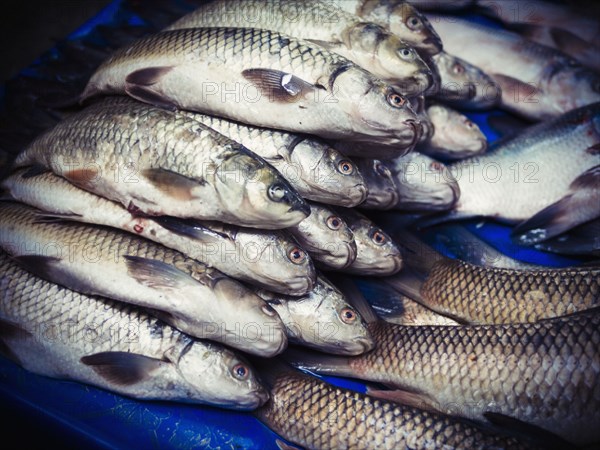 Fresh fish for sale in market