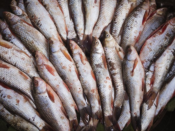 Close up of fresh fish for sale in market