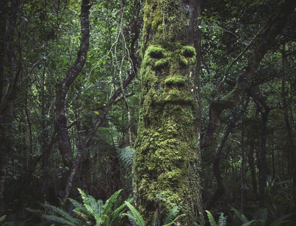 Face growing in moss on tree in lush forest