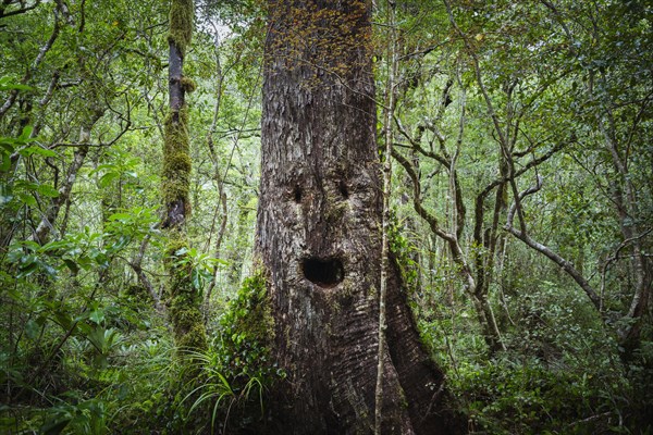 Face growing on tree in lush forest