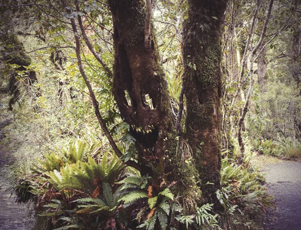 Face growing on tree in lush forest