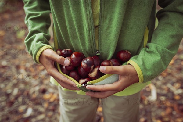 Close up of mixed race boy gathering horse chestnuts in sweater