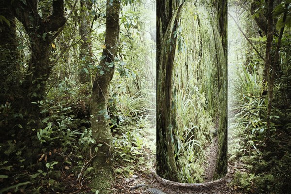 Tree portal in forest