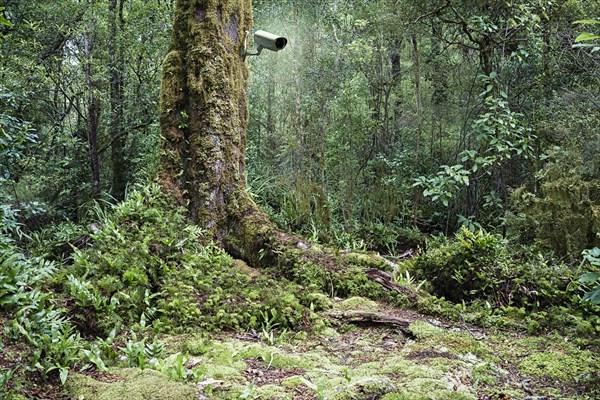 Security camera in remote forest