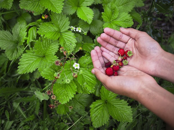 Mixed race girl gathering strawberries