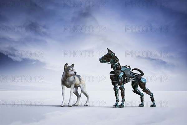 Dog looking at robot dog