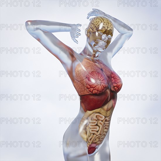 Organs in transparent woman