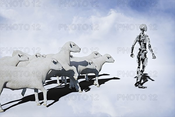 Sheep following robot