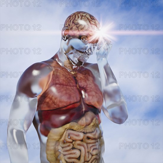 Organs in transparent man