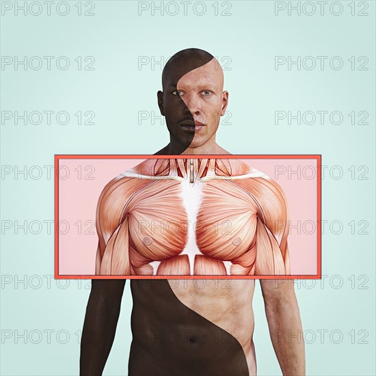 Chest muscles in man with different skin colors