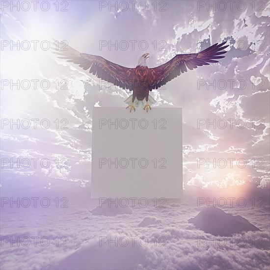 Eagle flying in sky holding blank sign