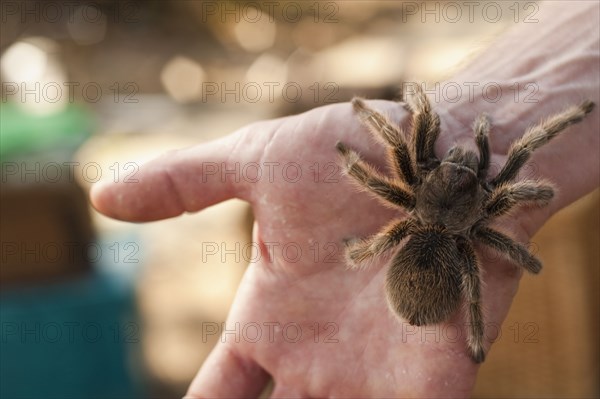 Close up of man's hand holding spider