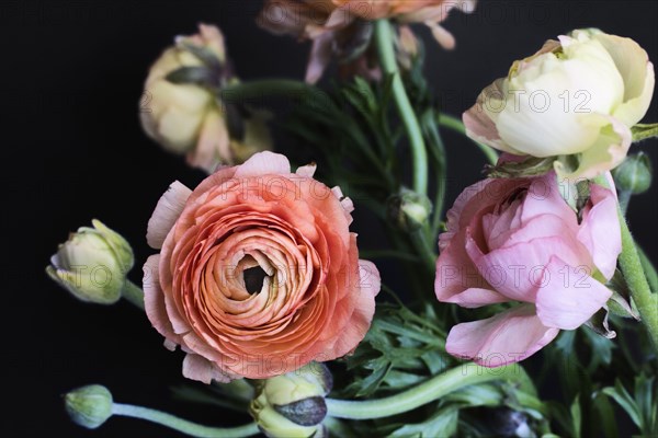 Close up of blooming flowers