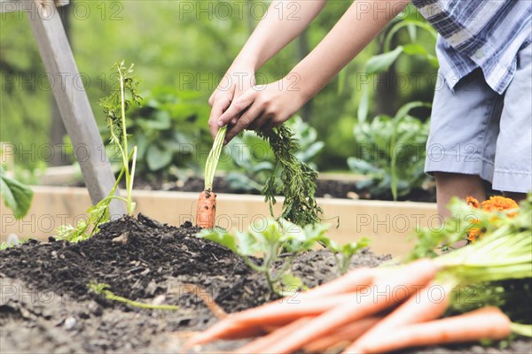 Caucasian boy picking carrots in garden