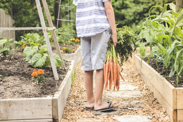 Caucasian boy holding carrots in garden