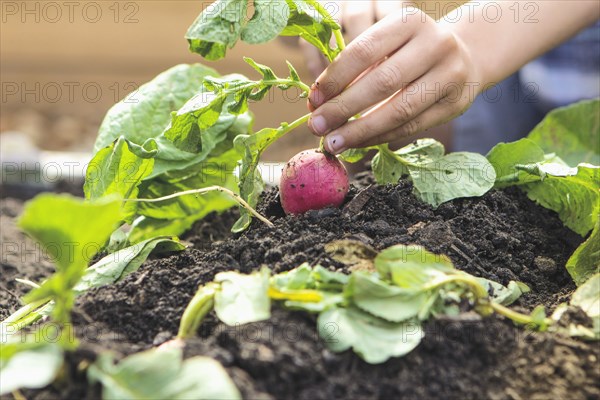 Caucasian boy picking radish in garden